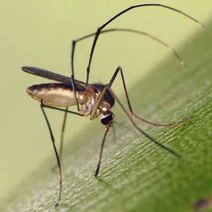 thumbnail for publication: A Bromeliad-Inhabiting Mosquito Wyeomyia vanduzeei Dyar and Knab 1906 (Insecta: Diptera: Culicidae)